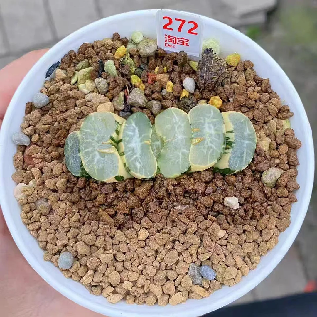 fd2.Haworthia bifeng 6-7cm/ Haworthia / Succulent plants / Garden landscape / Carefully select healthy plants