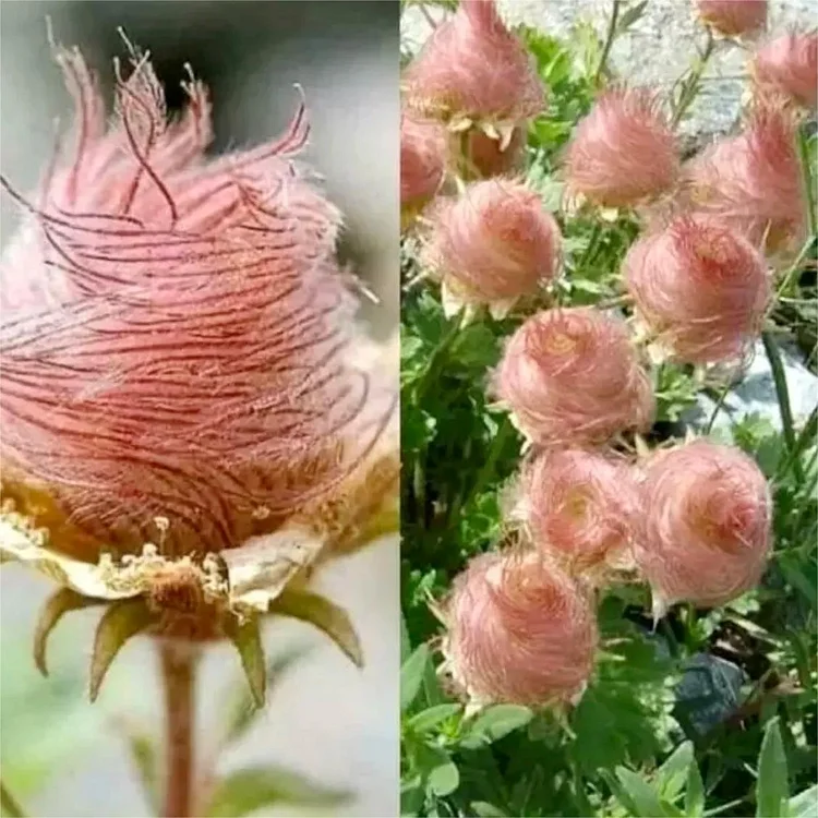 Prairie Smoke Blumensamen