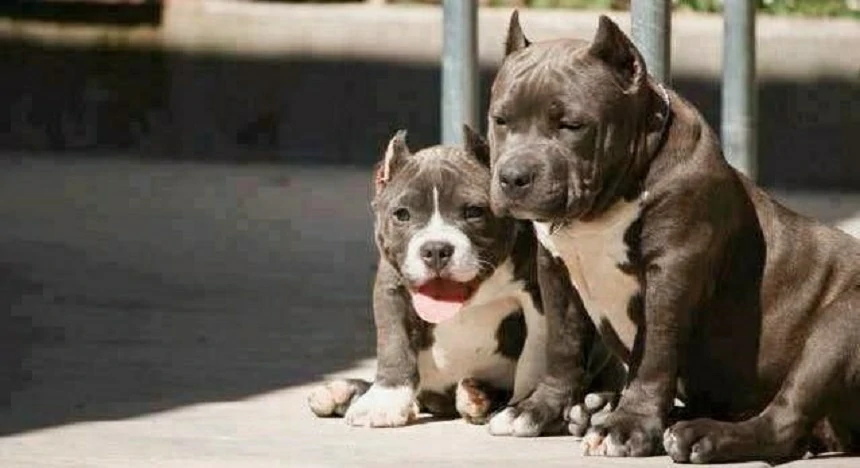 Custom Stuffed Animals for Kids: Are They a Good Gift Idea?