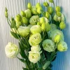🔥&Tau;&epsilon;&lambda;&epsilon;&upsilon;&tau;&alpha;ί&alpha; &mu;έ&rho;&alpha; &pi;ώ&lambda;&eta;&sigma;&eta;&sigmaf;💝Eustoma Thornless Rose💐&Sigma;&pi;ό&rho;&omicron;&iota; Lisianthus
