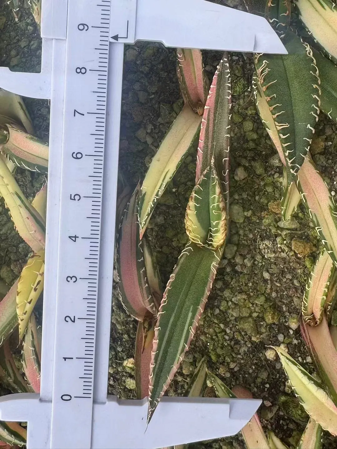 plant Aeonium Echeveria Haworthia  Caudex  Lithops Cactus  Agave 