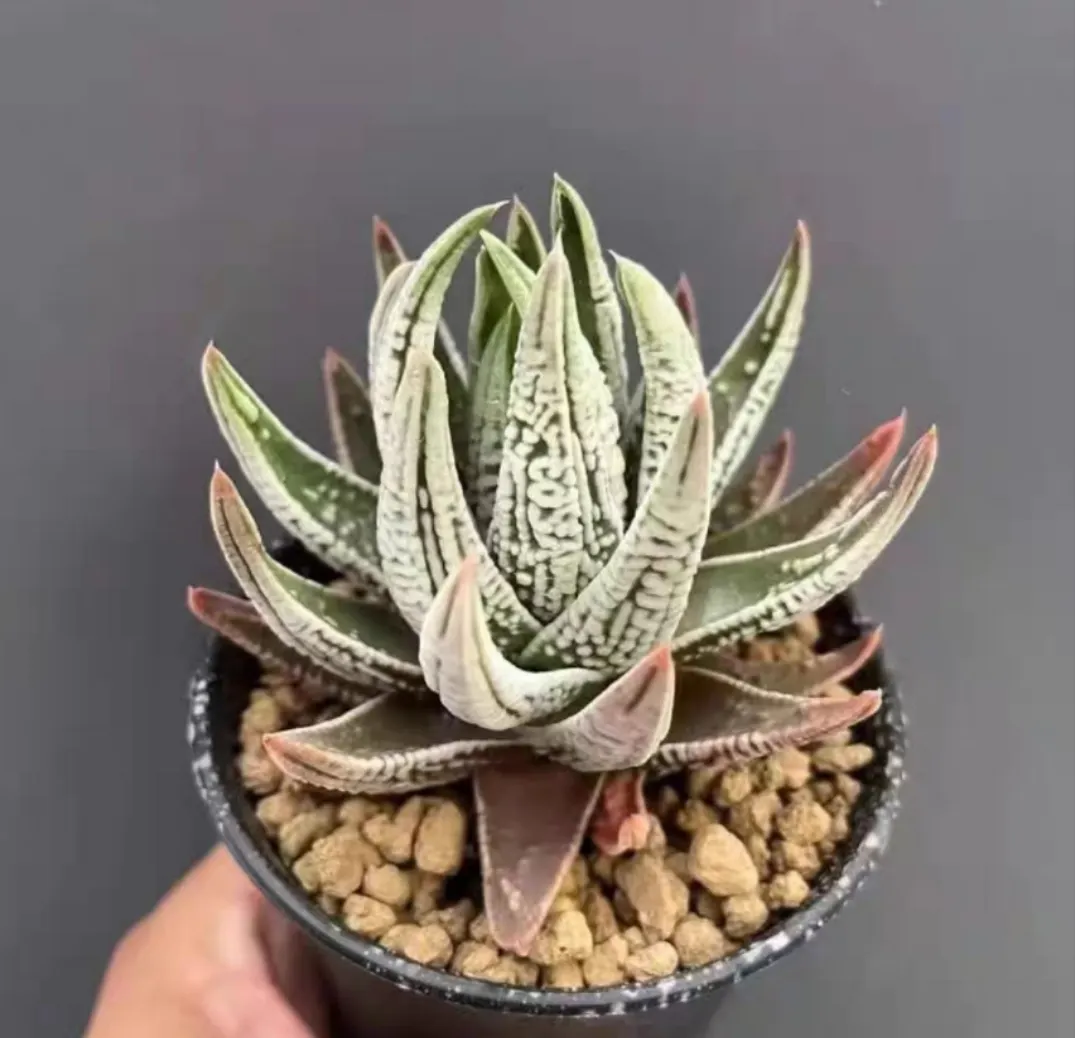 plant Aeonium Echeveria Haworthia  Caudex  Lithops Cactus  Agave 