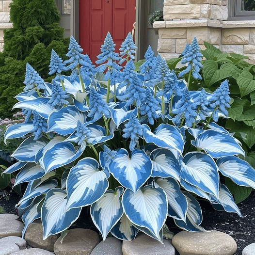🌿 Rare Hosta Seeds — Premium, Shade-Loving Perennials with Lush Foliage🌈