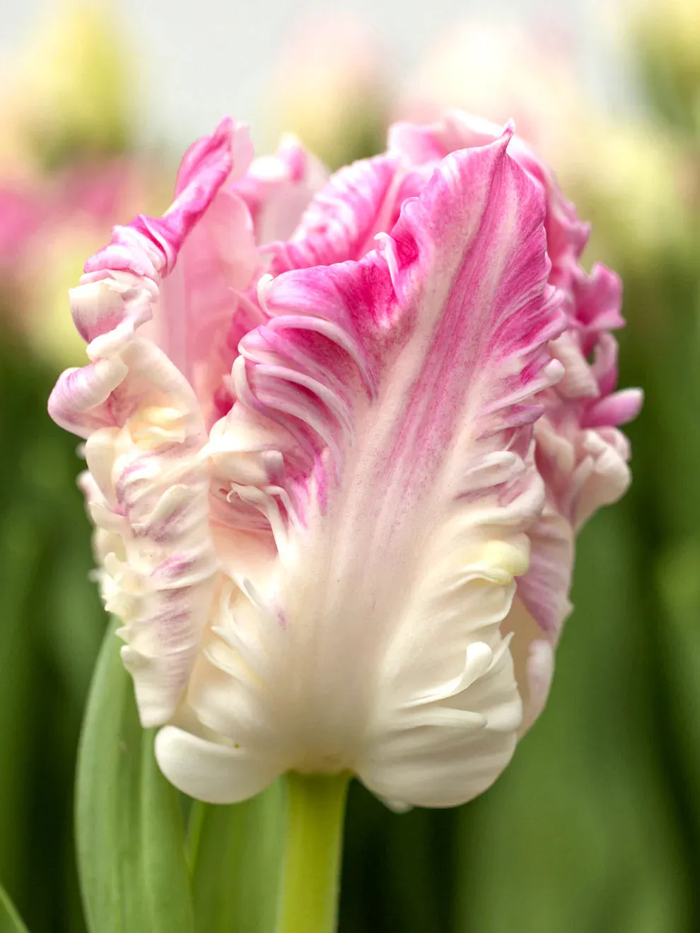 Cabanna Parrot Tulip Seeds