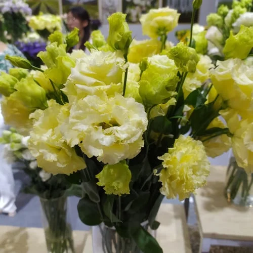 Premium Lisianthus Seeds – Grow Elegant, Long-Lasting Blooms in Your Garden