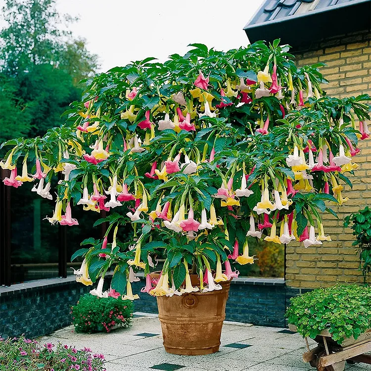 50 Stück/Beutel Datura Brugmansia Samen Topfpflanze Bonsai Trompeten Engel Blumensamen
