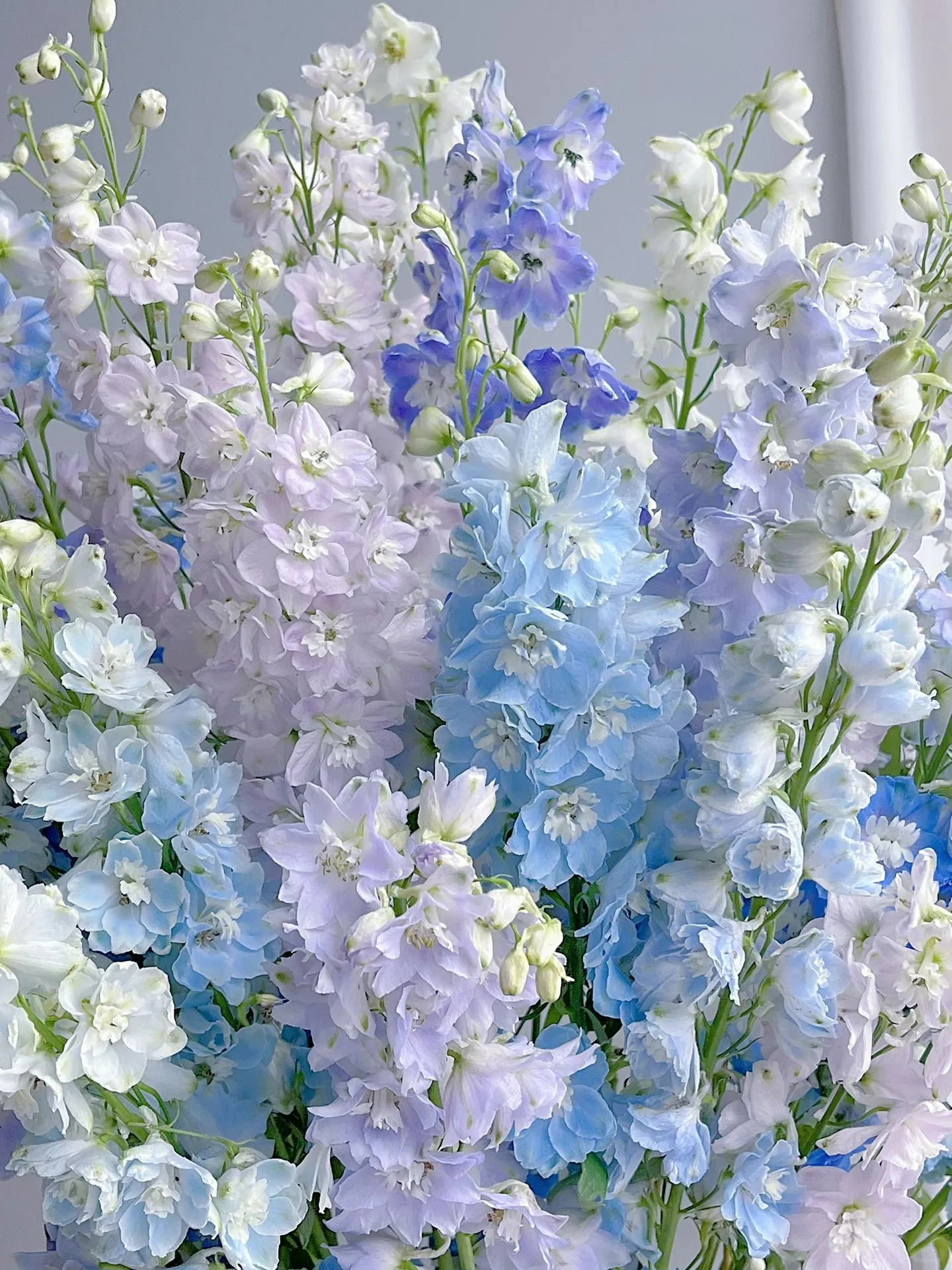 Delphinium Seeds-Mixed 7 Colors