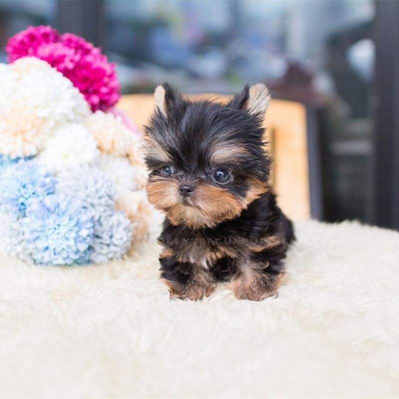 realistic yorkie toy