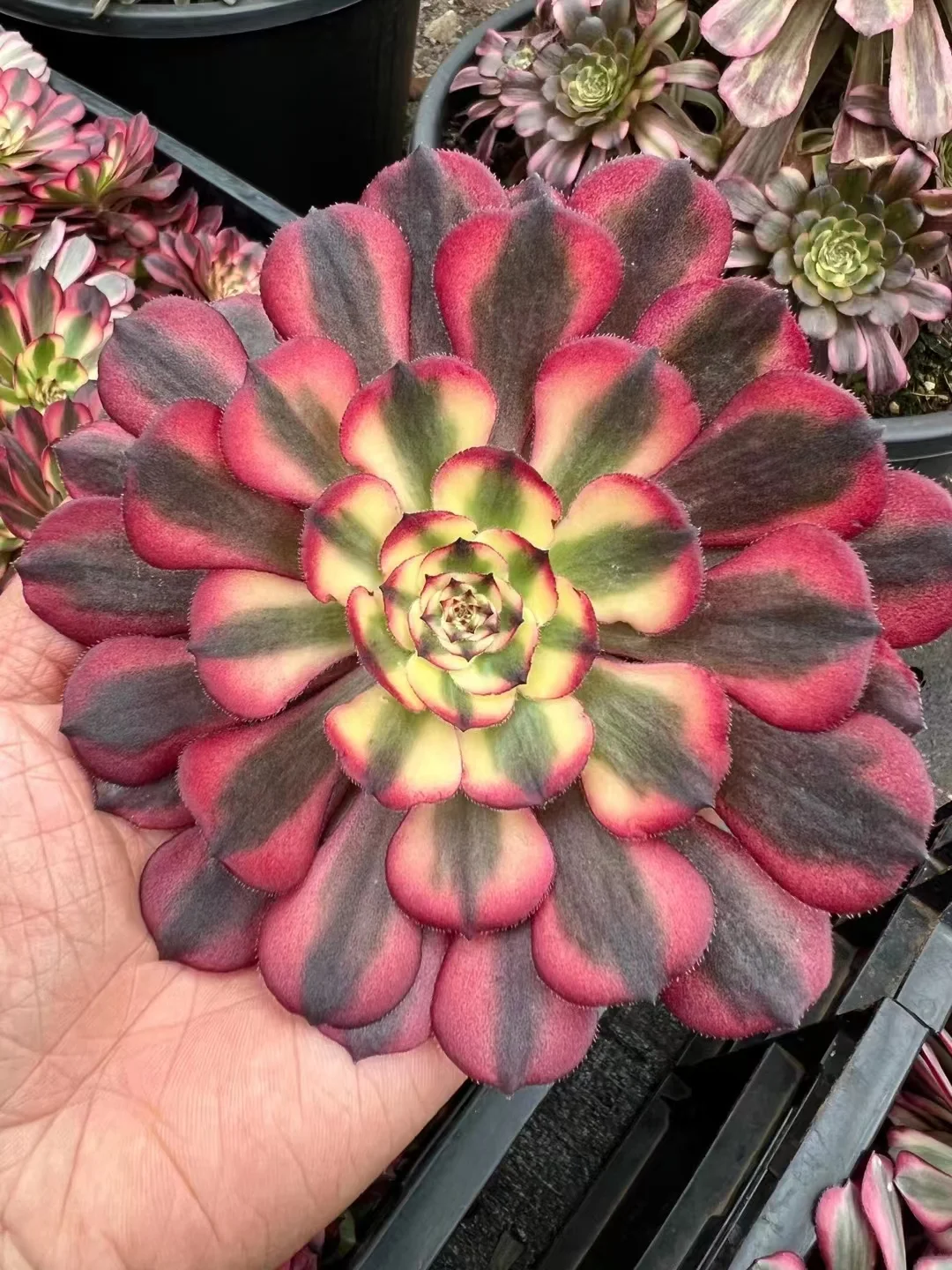 plant Aeonium Echeveria Haworthia  Caudex  Lithops Cactus  Agave 