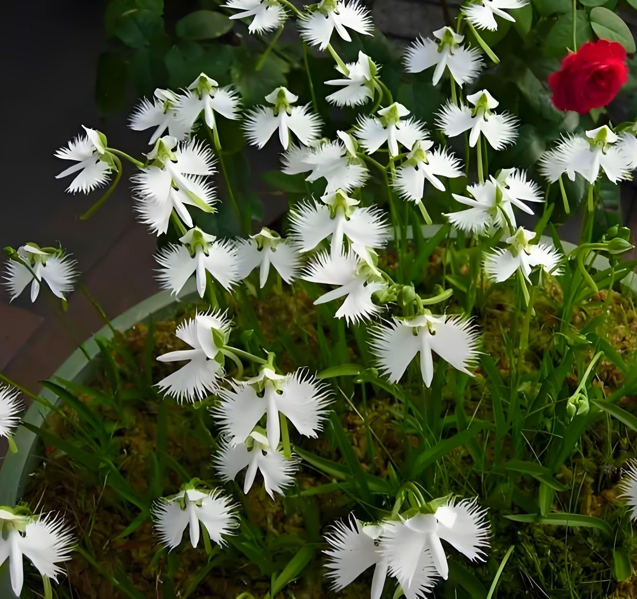 Amazon.com: 100+ 白色花朵種子白鷺蘭花種子稀有蘭花種子: 露臺、草皮與花園