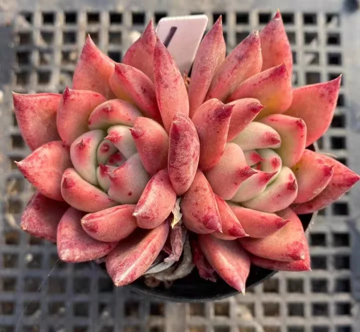 plant Aeonium Echeveria Haworthia  Caudex  Lithops Cactus  Agave 