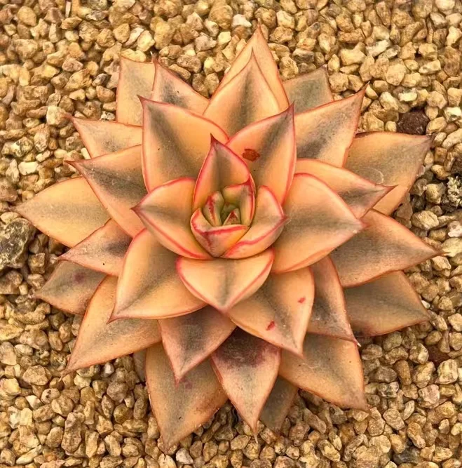 528. Echeveria 'Monocerotis' f. variegated  single head 3-5cm / Echeveria/ Succulent plants / Garden landscape / Carefully select healthy plants