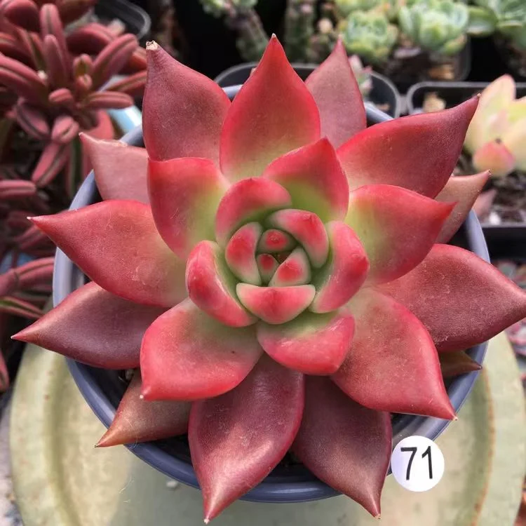 plant Aeonium Echeveria Haworthia  Caudex  Lithops Cactus  Agave 