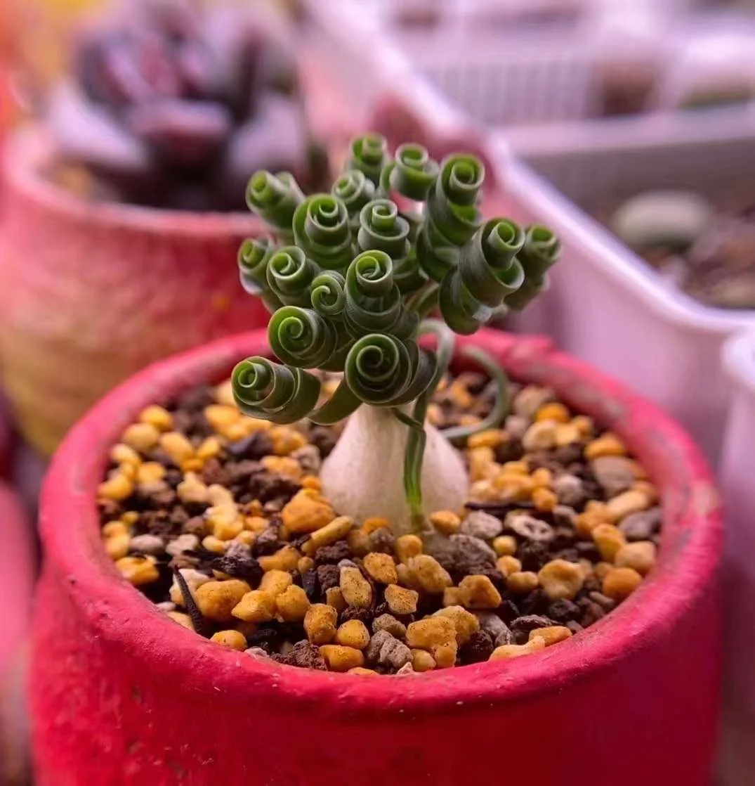 plant Aeonium Echeveria Haworthia  Caudex  Lithops Cactus  Agave 