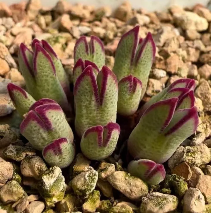 plant Aeonium Echeveria Haworthia  Caudex  Lithops Cactus  Agave 