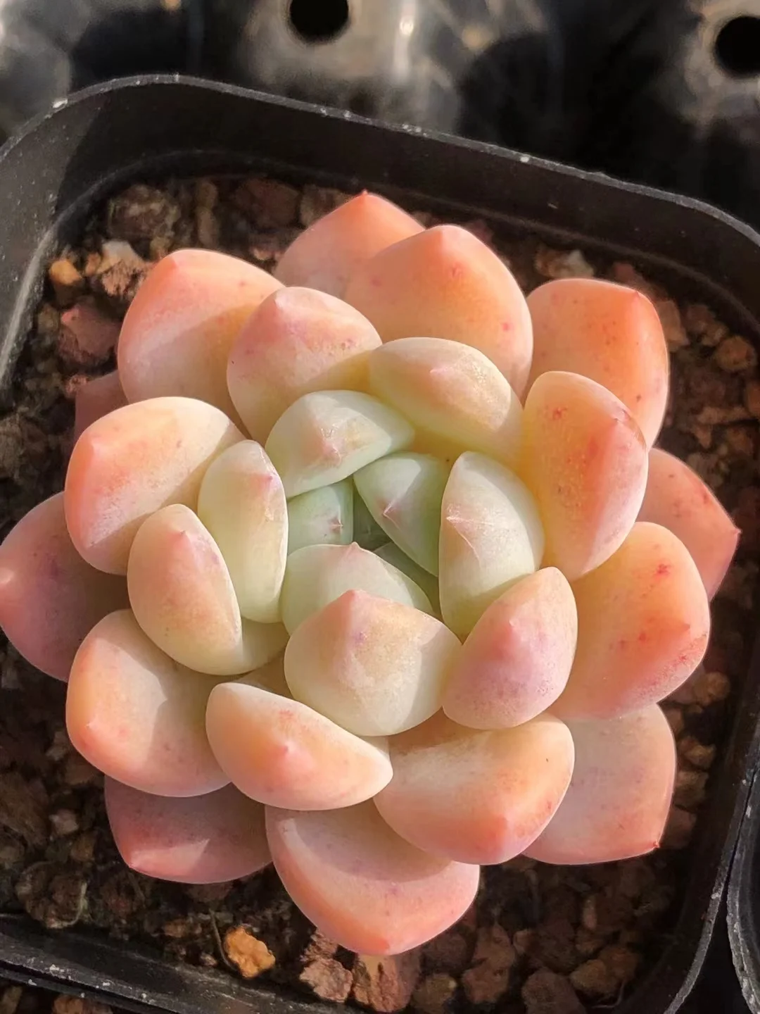 plant Aeonium Echeveria Haworthia  Caudex  Lithops Cactus  Agave 