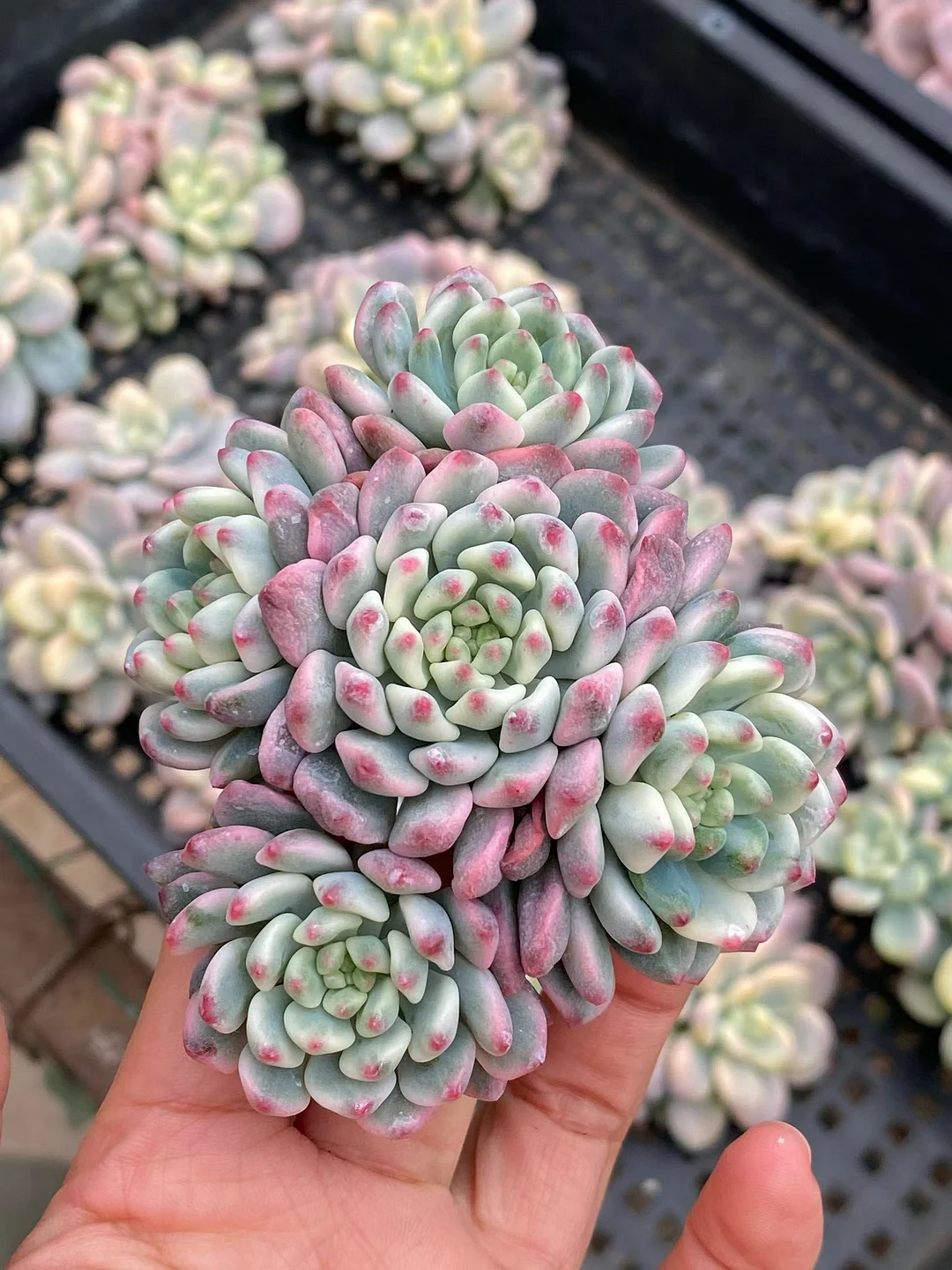 plant Aeonium Echeveria Haworthia  Caudex  Lithops Cactus  Agave 