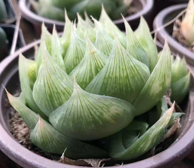 1161.Haworthia lockwoodii 4-6cm/Haworthia/ Succulent plants / Garden landscape / Carefully select healthy plants