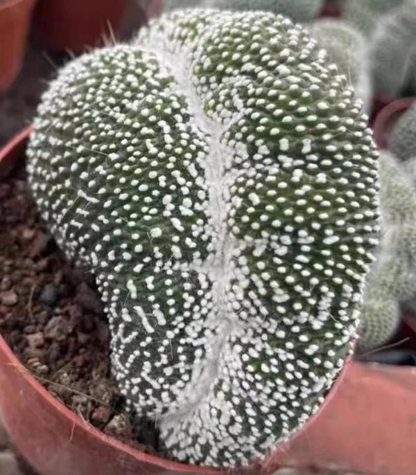 592.    Blossfeldia liliputiana crested. has  roots 8-9cm  /Cactus plants /Succulent plants /  Garden landscape / Carefully select healthy plants