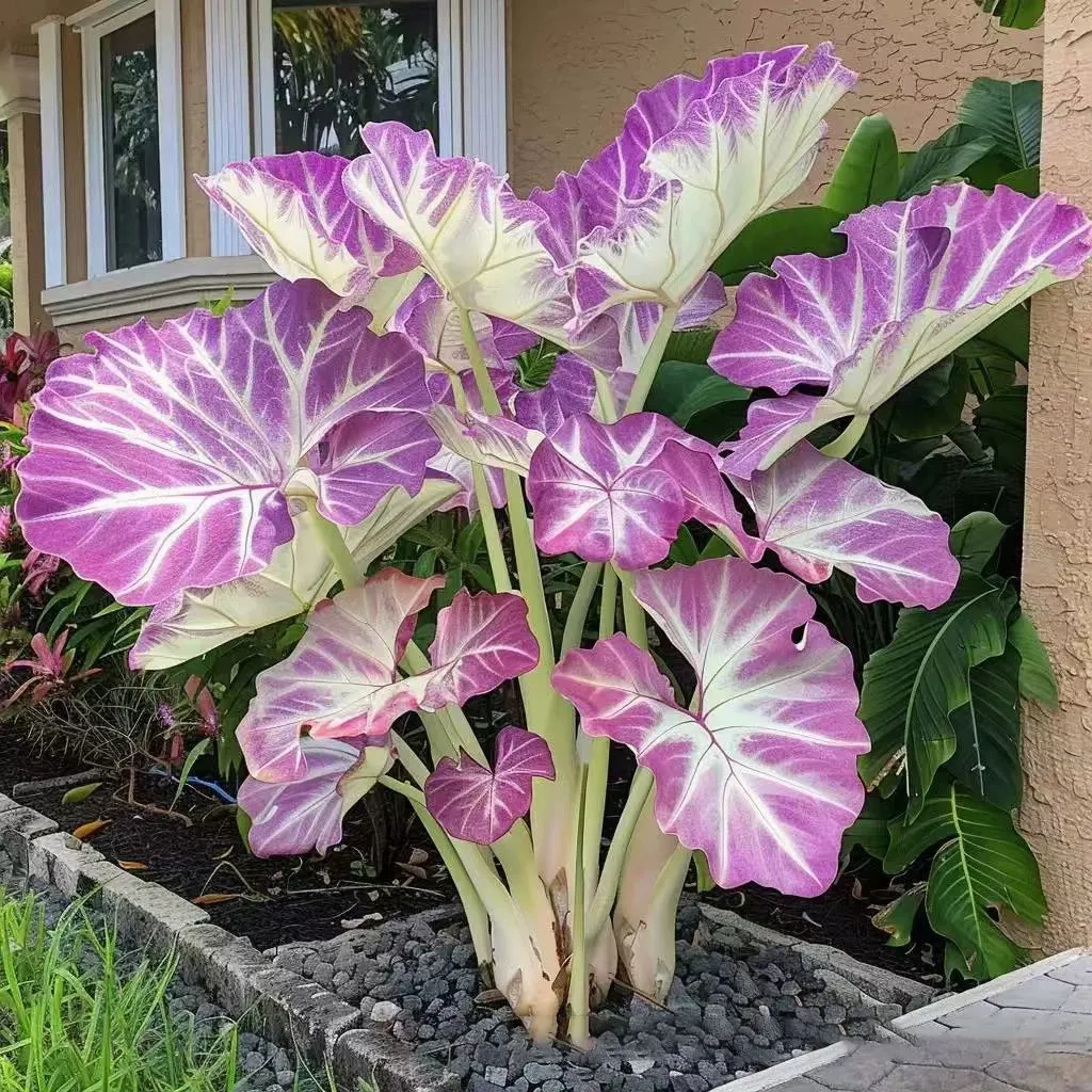 🎁2025 Special Offer🌿 Fire & Ice Rare Hosta Flower Seeds