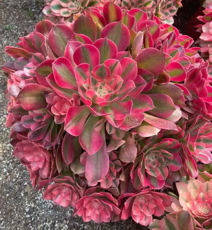 plant Aeonium Echeveria Haworthia  Caudex  Lithops Cactus  Agave 