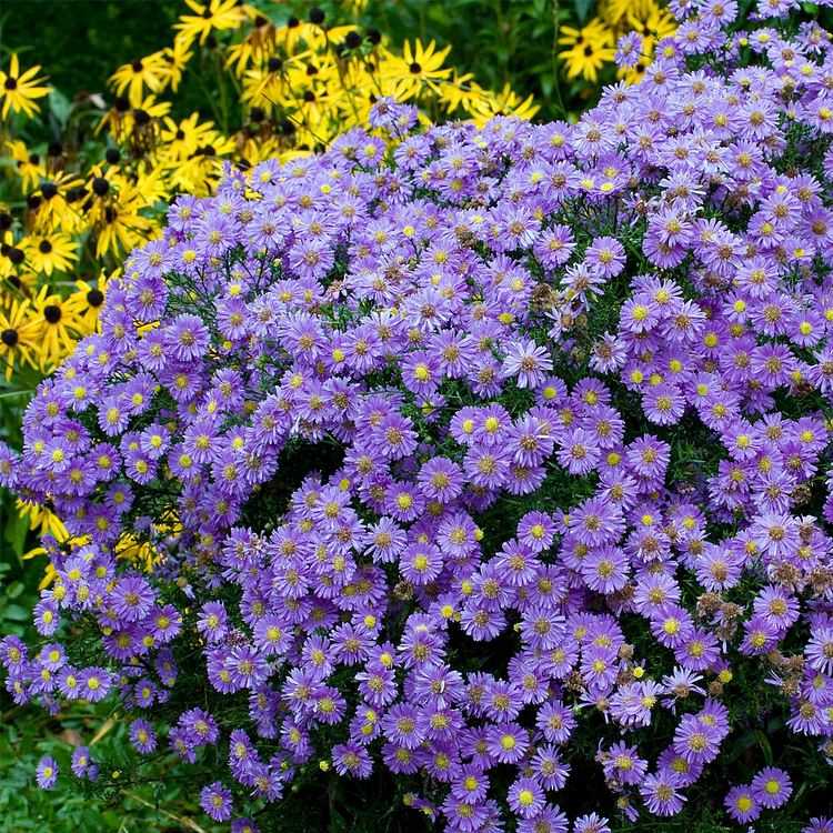 purple dome new england aster seeds