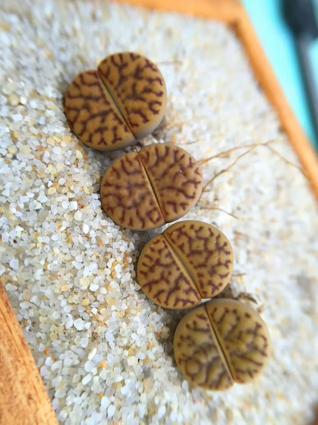 plant Aeonium Echeveria Haworthia  Caudex  Lithops Cactus  Agave 