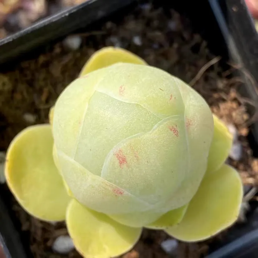 plant Aeonium Echeveria Haworthia  Caudex  Lithops Cactus  Agave 