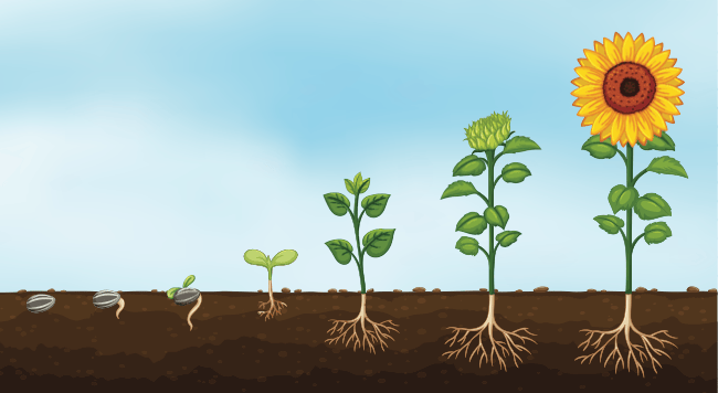 How to Grow Sunflowers - Kids Do Gardening