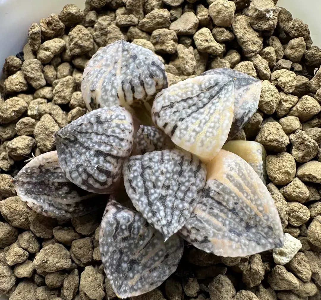 plant Aeonium Echeveria Haworthia  Caudex  Lithops Cactus  Agave 