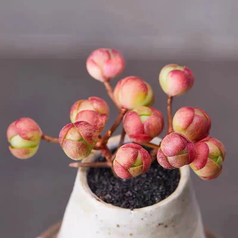 plant Aeonium Echeveria Haworthia  Caudex  Lithops Cactus  Agave 