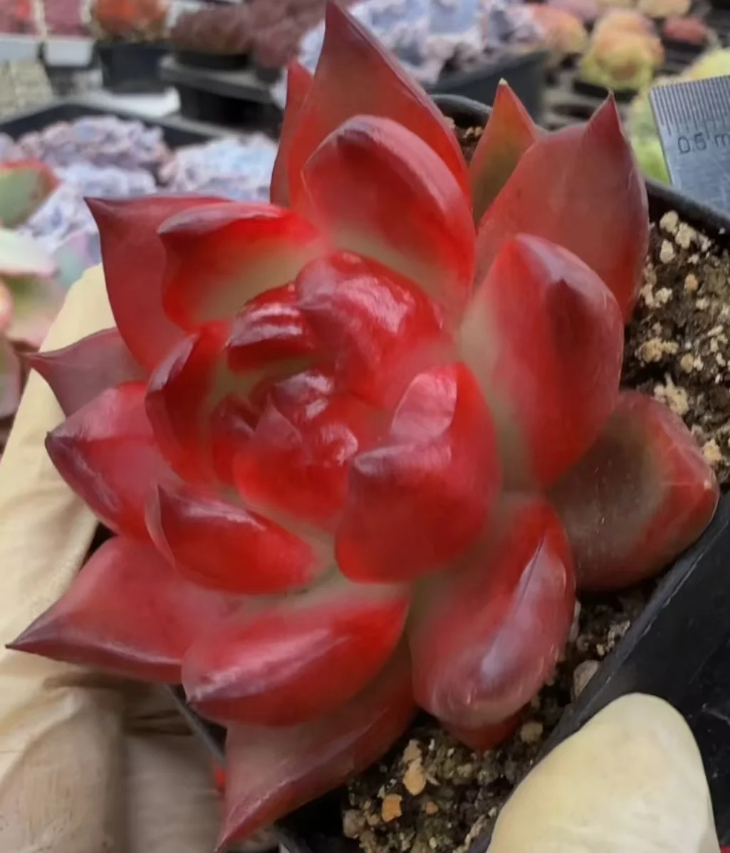 plant Aeonium Echeveria Haworthia  Caudex  Lithops Cactus  Agave 