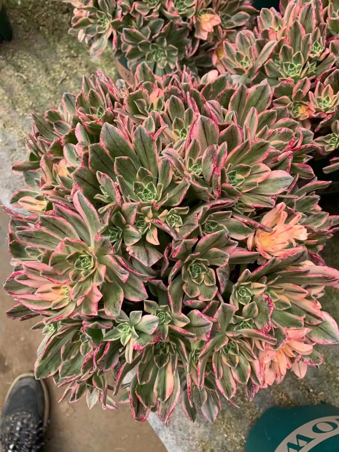 plant Aeonium Echeveria Haworthia  Caudex  Lithops Cactus  Agave 