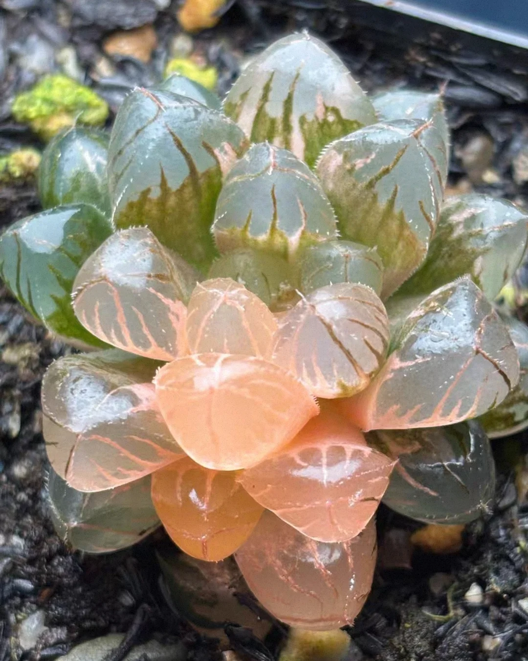 plant Aeonium Echeveria Haworthia  Caudex  Lithops Cactus  Agave 