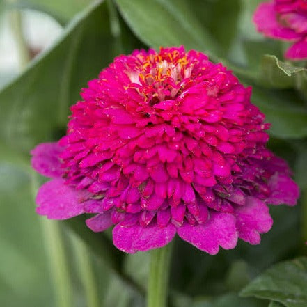 Zinnia Elegans Cresto Violet Flower | X 30 Seeds