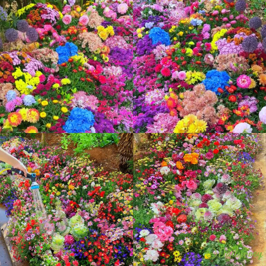 Mixed Perennial Flowers Seeds-Over 60 kinds mixed-Easy care