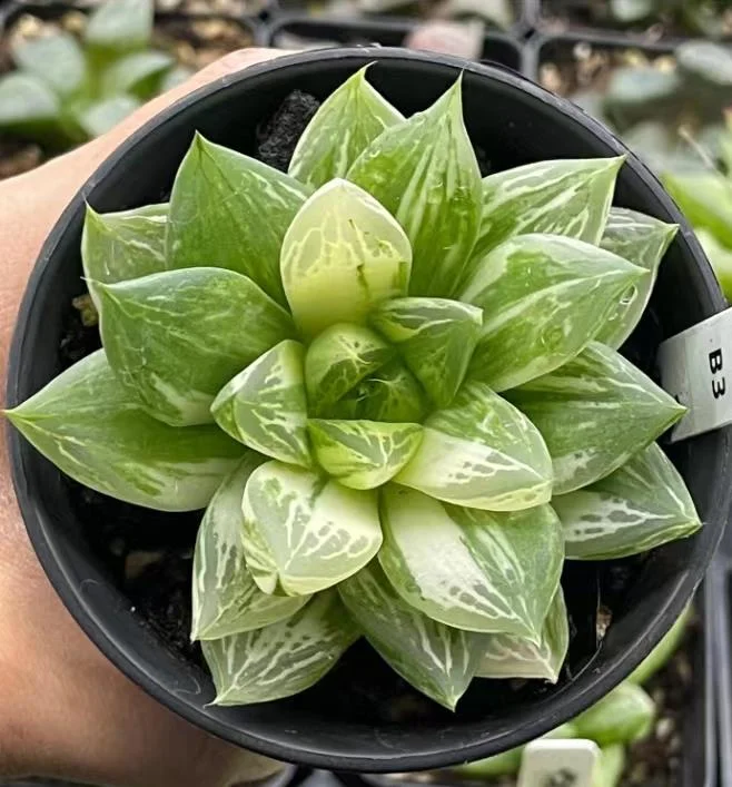 plant Aeonium Echeveria Haworthia  Caudex  Lithops Cactus  Agave 