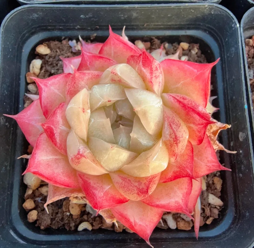 plant Aeonium Echeveria Haworthia  Caudex  Lithops Cactus  Agave 