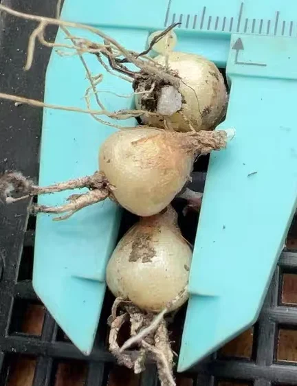 plant Aeonium Echeveria Haworthia  Caudex  Lithops Cactus  Agave 