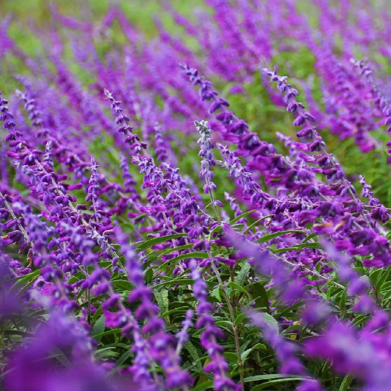 💐Sage Seeds