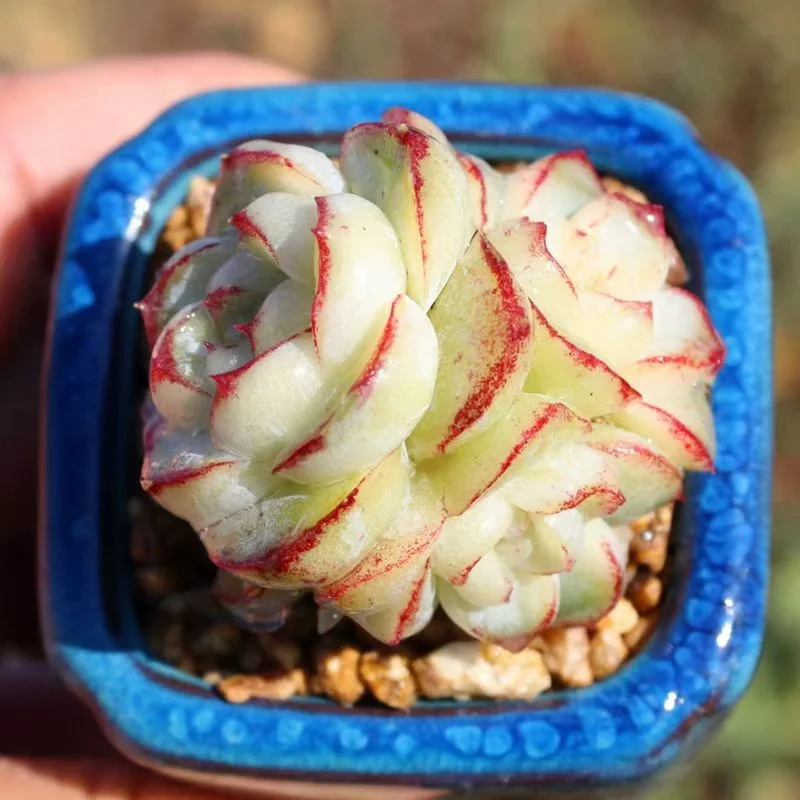 plant Aeonium Echeveria Haworthia  Caudex  Lithops Cactus  Agave 