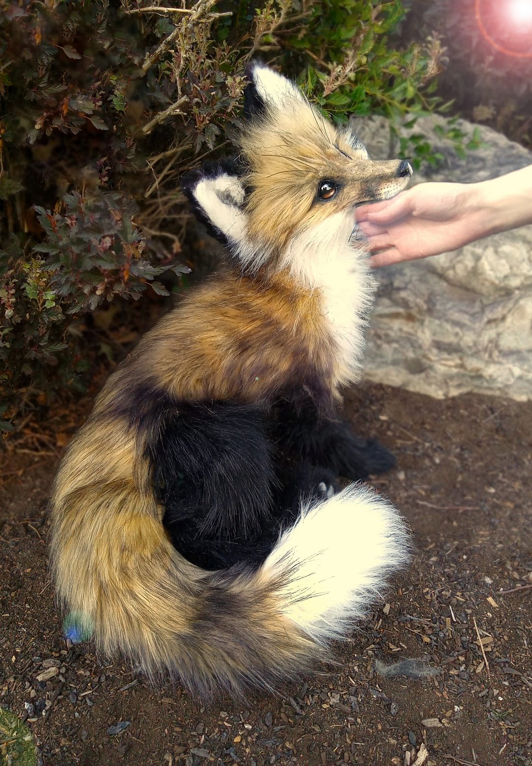 Life Fox!