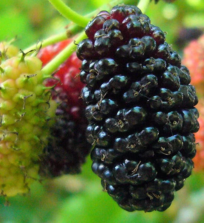 Stratified Mulberry Fruit Seeds