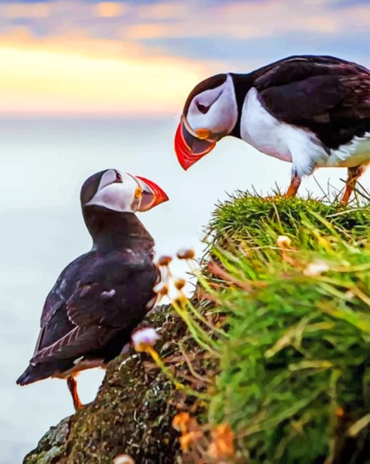 

Puffins Birds – Paint By Numbers - 40*50CM, 501 Original