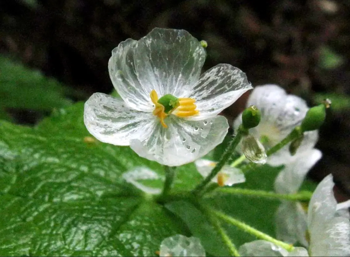 Crystal Flower Seeds