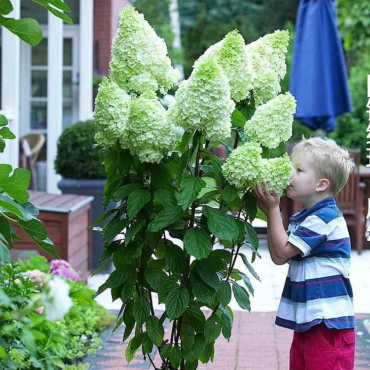 🌺Panicle Hydrangea Seeds