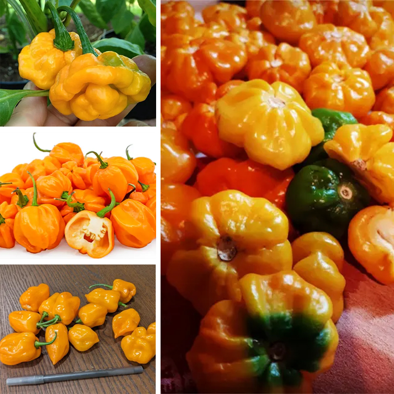 150 Yellow Hot Jamaican Capsicum Annuum Vegetable Seeds Jonyparkseed®