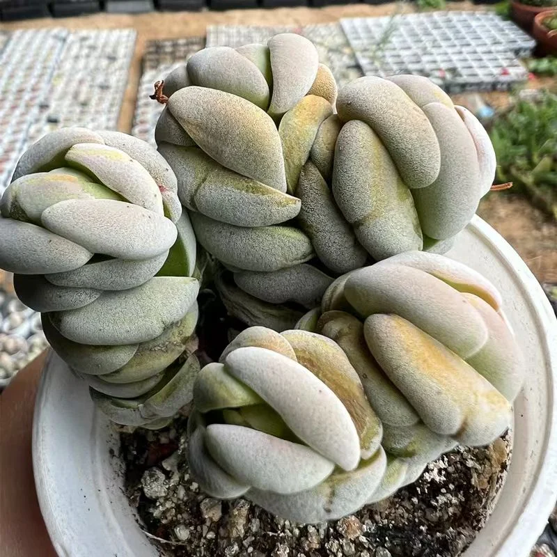 plant Aeonium Echeveria Haworthia  Caudex  Lithops Cactus  Agave 