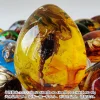 Insect Amber Pendant Natural Butterfly Specimen Insect Amber Necklace Children's Hanging Accessories
