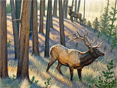 

Bull Elk – Paint By Numbers - 40*50CM, 501 Original